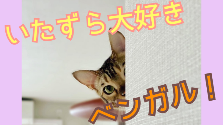 ベンガル猫大好き！